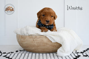 Woodstock_ 3 weeks-2 copy 2.jpg