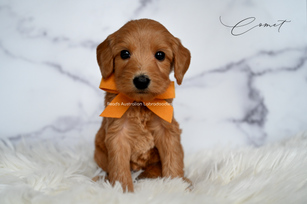 Comet orange 5 weeks-2.png