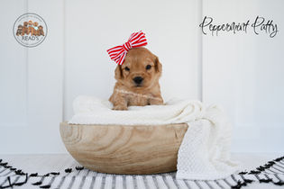 Peppermint Patty_ 3 weeks-2 copy.jpg