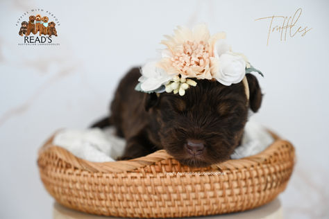 Truffles purple  3 weeks .jpg