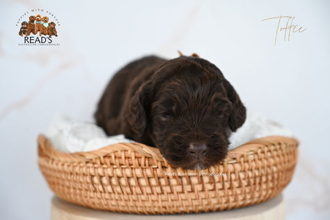 Toffee blue 3 weeks.jpg