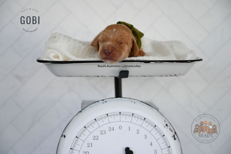 Par_Ace GOBI GREEN 1 week copy.jpg