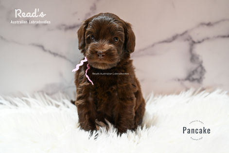 Pancake pink 5 weeks.png