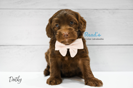 Dorthy 5 week.png