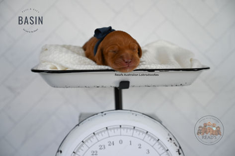 Par_Ace BASIN BLUE 1 week.jpg