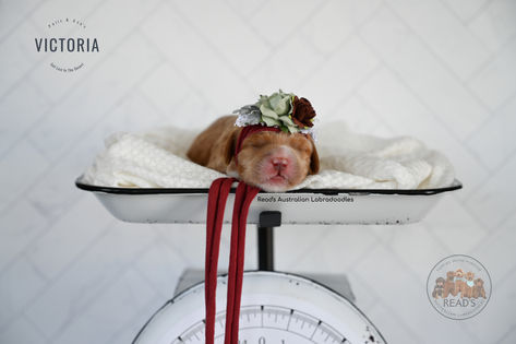 Par_Ace VICTORIA FUCHSIA 1 week copy.jpg