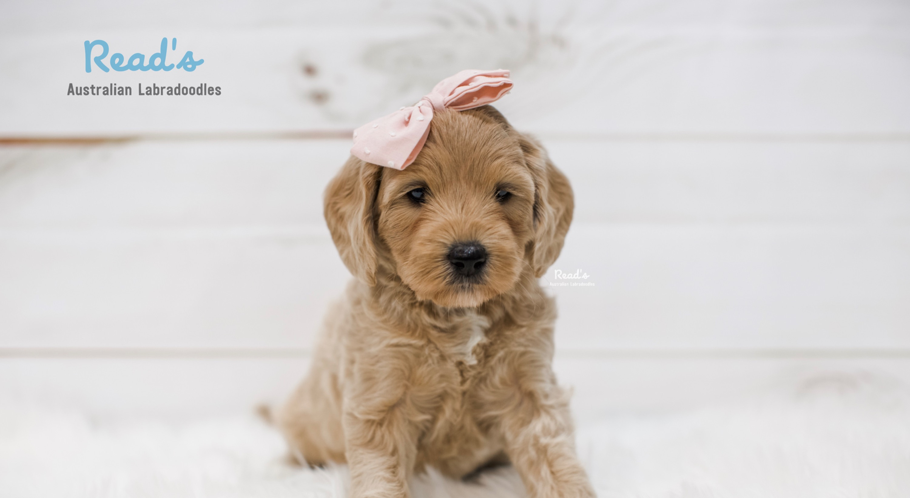 gorilla stuffed animal large