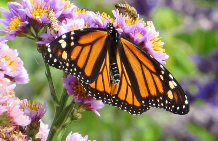 Beautiful Monarch