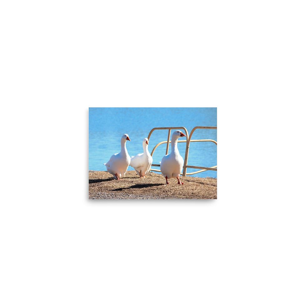 Thumbnail: Photo paper poster