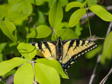 Easter; A faith-filled day or chasing a rabbit?