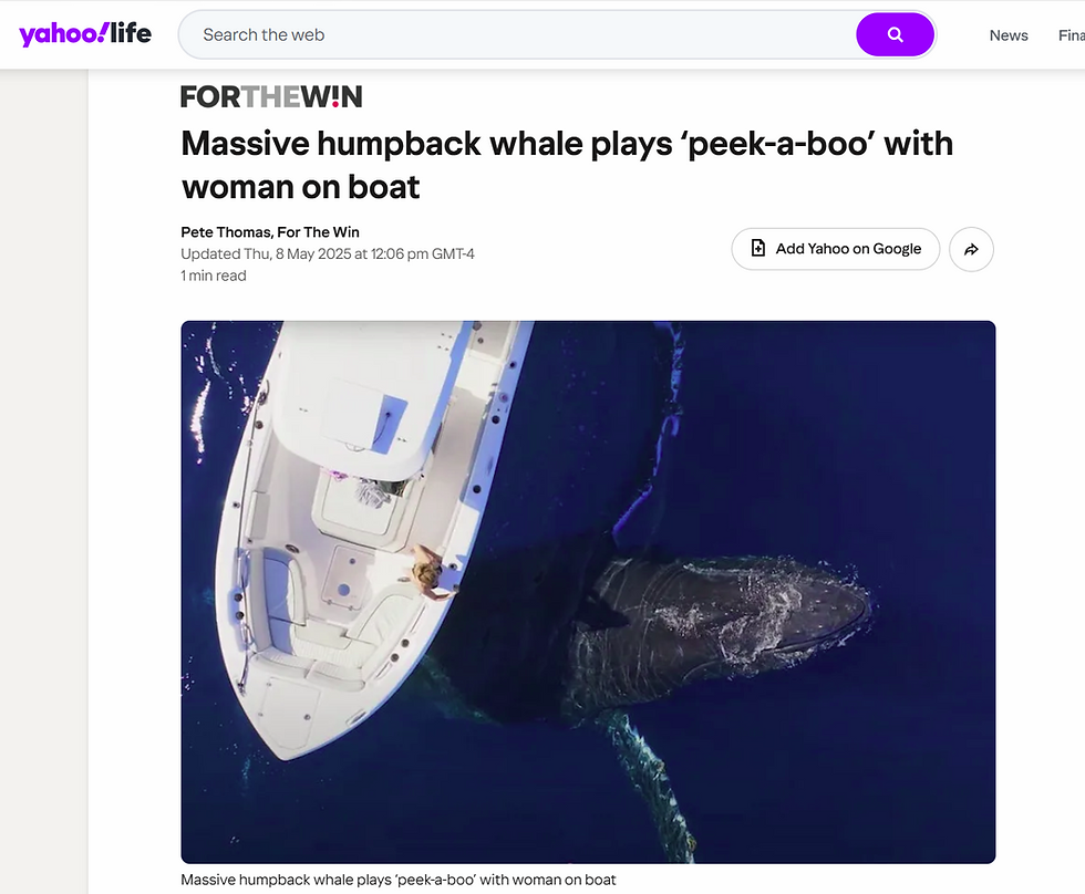 yahoo-whale-article.png