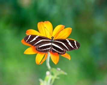 robmeadsphotography