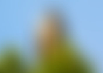 The female Northern Goshawk is a formidable force not to be reckoned with.
Upon approaching the ne