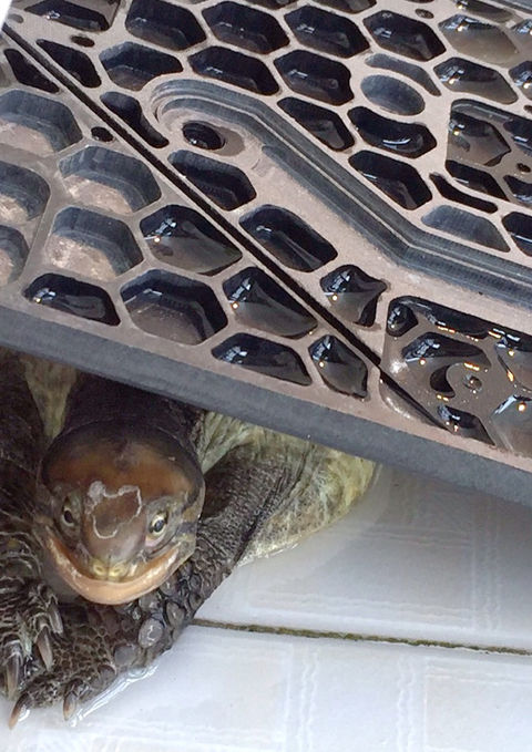 Zai Zai the Rescue Turtle relaxing.