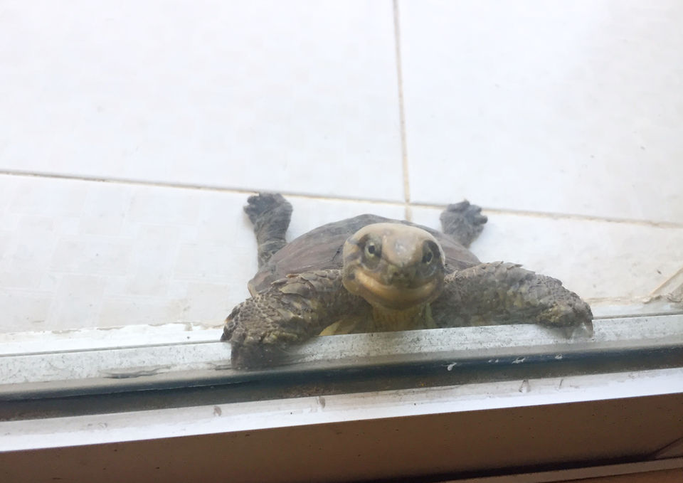 YMop Rescue Turtle.