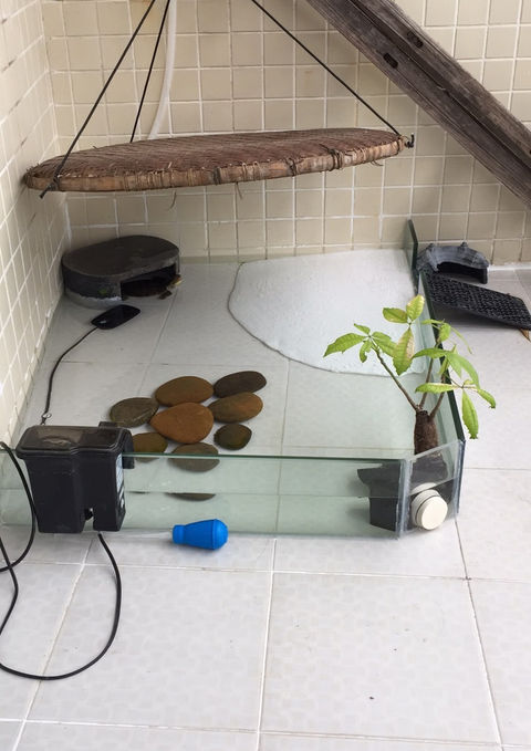 YMop Rescue Turtle.