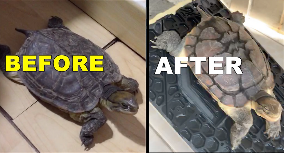 BEFORE_AFTER_STILL.png