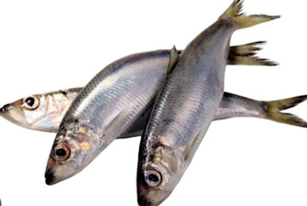 shawa herring fish