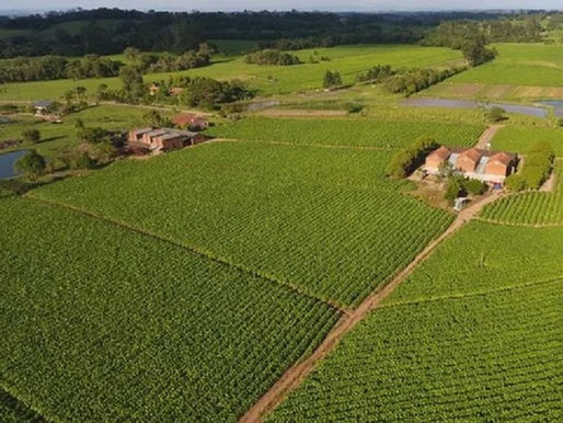 Preço na safra 2024 foi melhor por ter menos tabaco em oferta