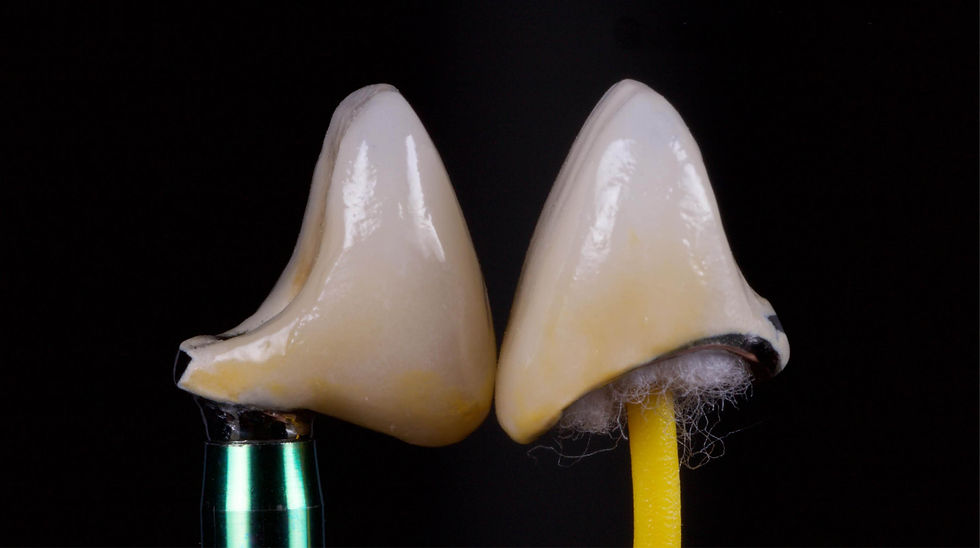 Image courtesy of: Dr. Andrea D. Di Domenico