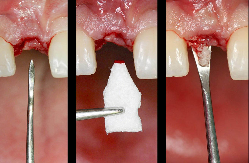 Image courtesy of: Prof. Berta GarcÃa Mira