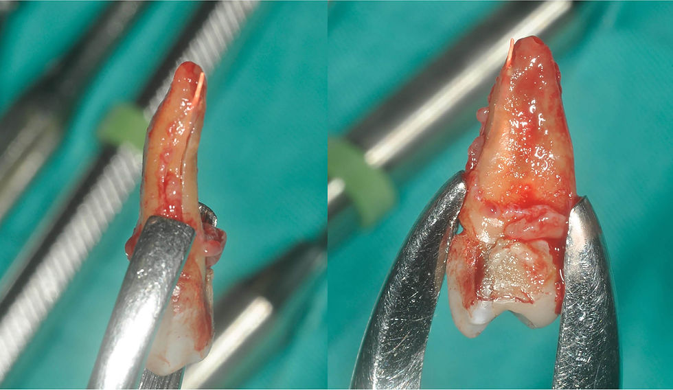 Image courtesy of: Dr. Giuseppe Pellitteri