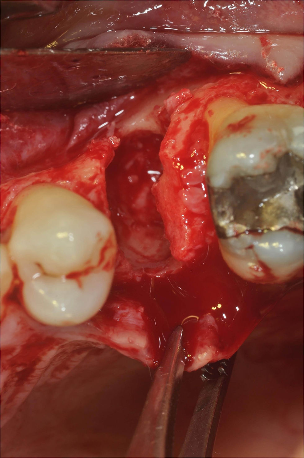 Image courtesy of: Dr. Giuseppe Pellitteri