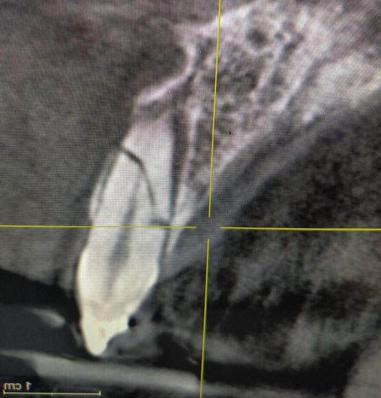 Image courtesy of: Dr. Roberto Luongo