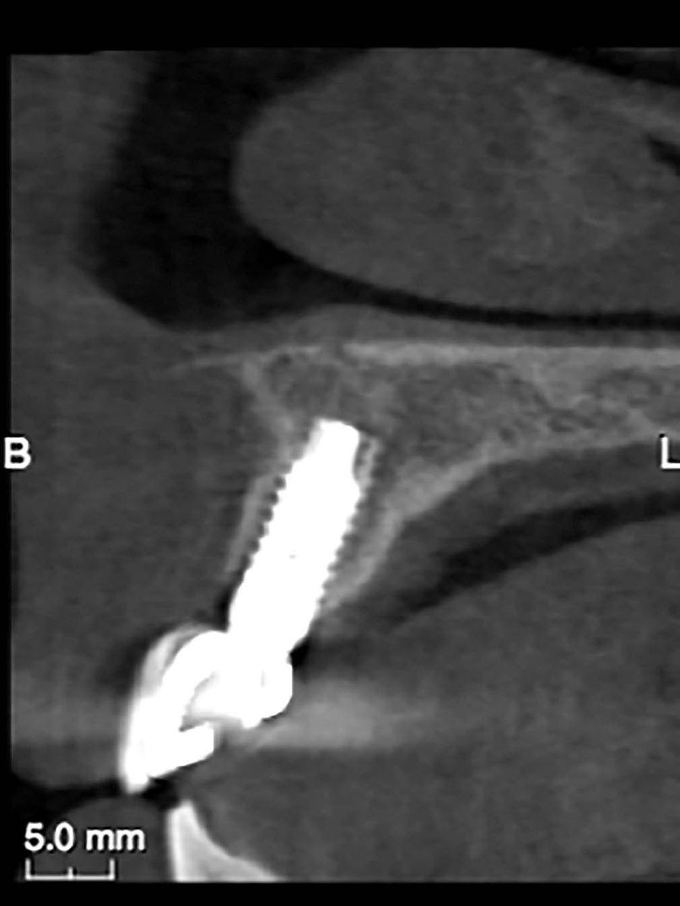 Image courtesy of: Prof. Berta GarcÃa Mira