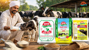 Nutrition Beyond Milk: How Krushna Supports Dairy Farmers with Quality Feed