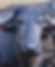 krushna dudh buffalo milk
