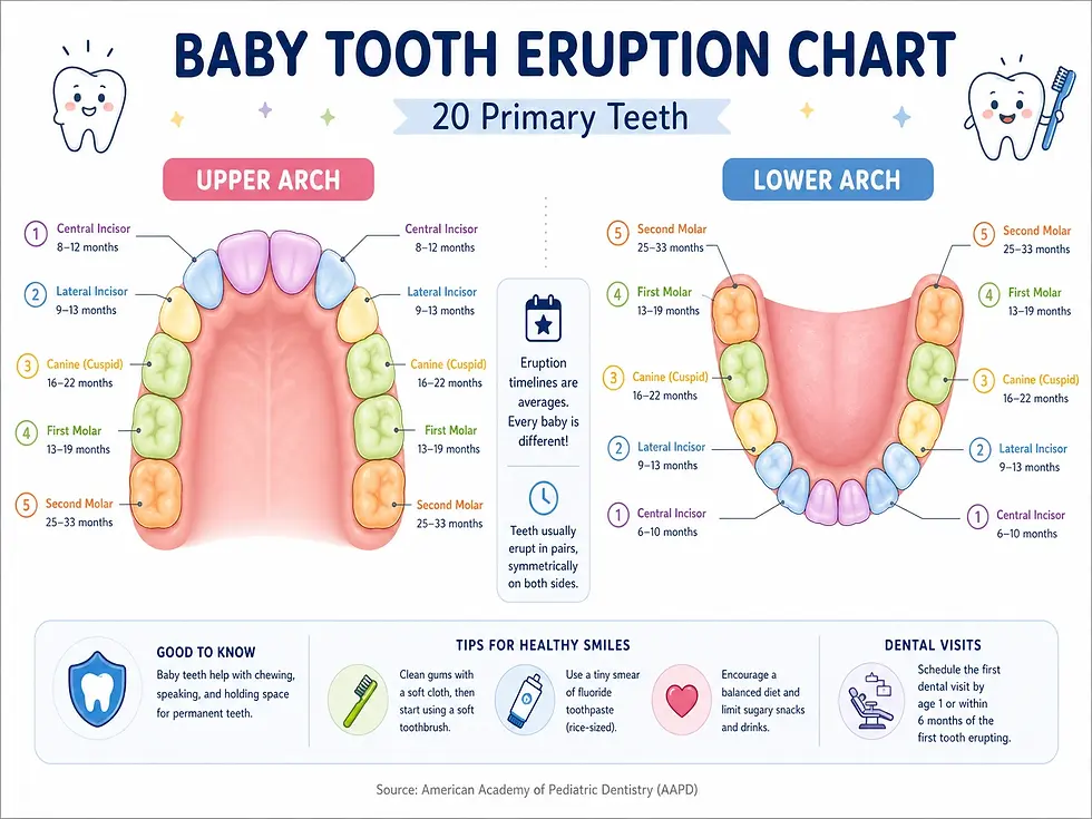 Baby teeth eruption chart with age ranges for all 20 primary teeth