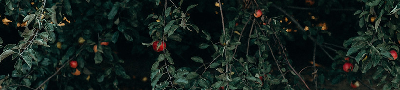 Apple Tree