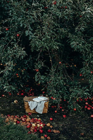 Apple Tree