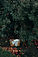 Apple Tree