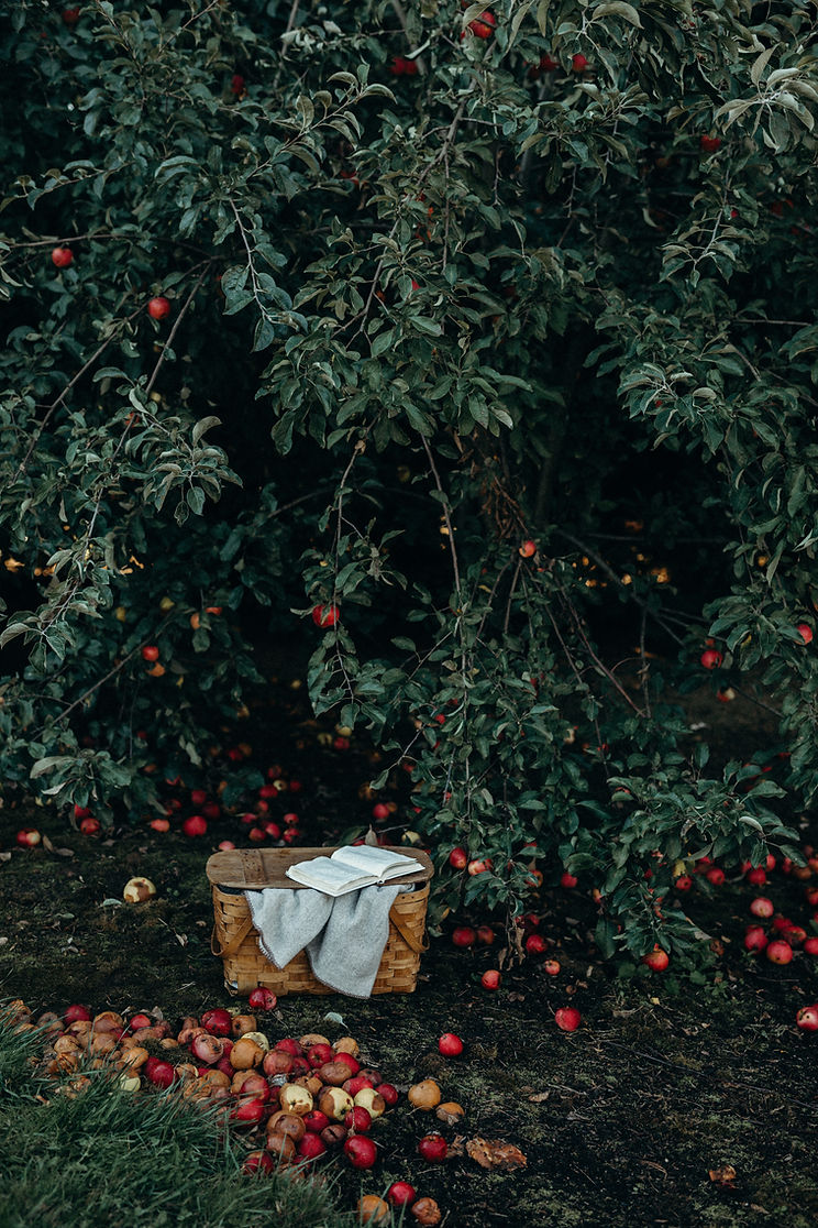 Apple Orchard Scene