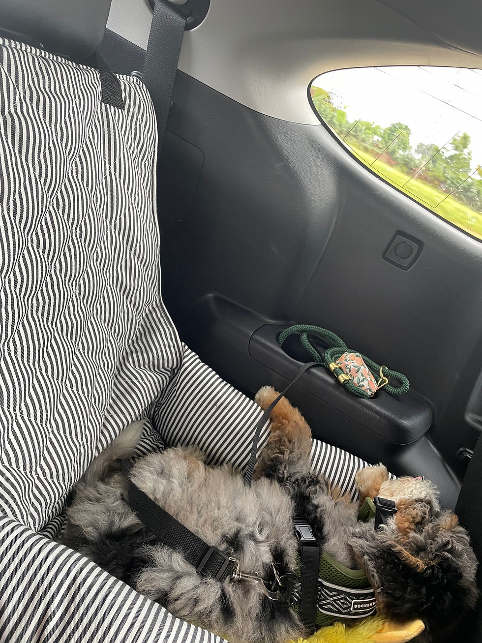 Thumbnail: Puppy Car Seat