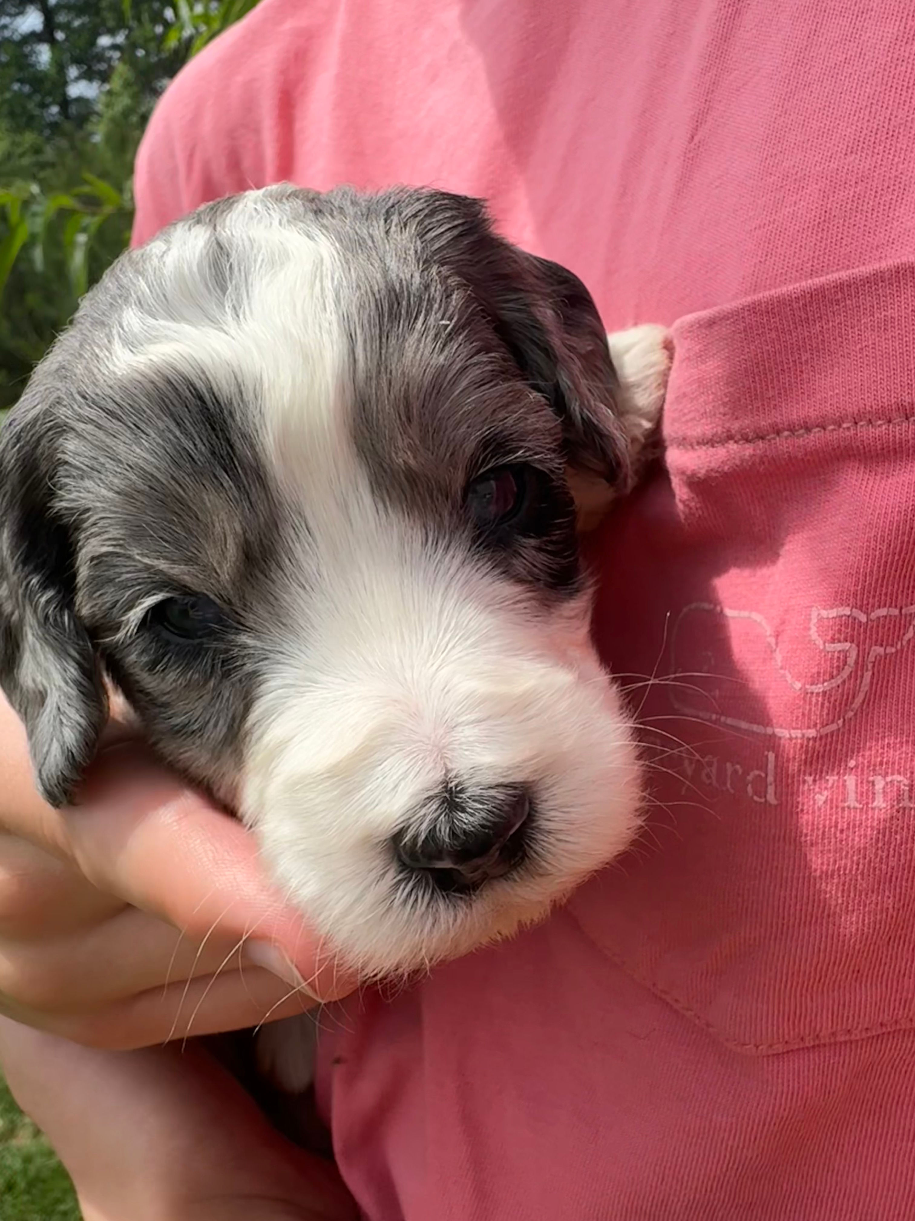 Junie | F1b Australian Mountain Doodle | Female