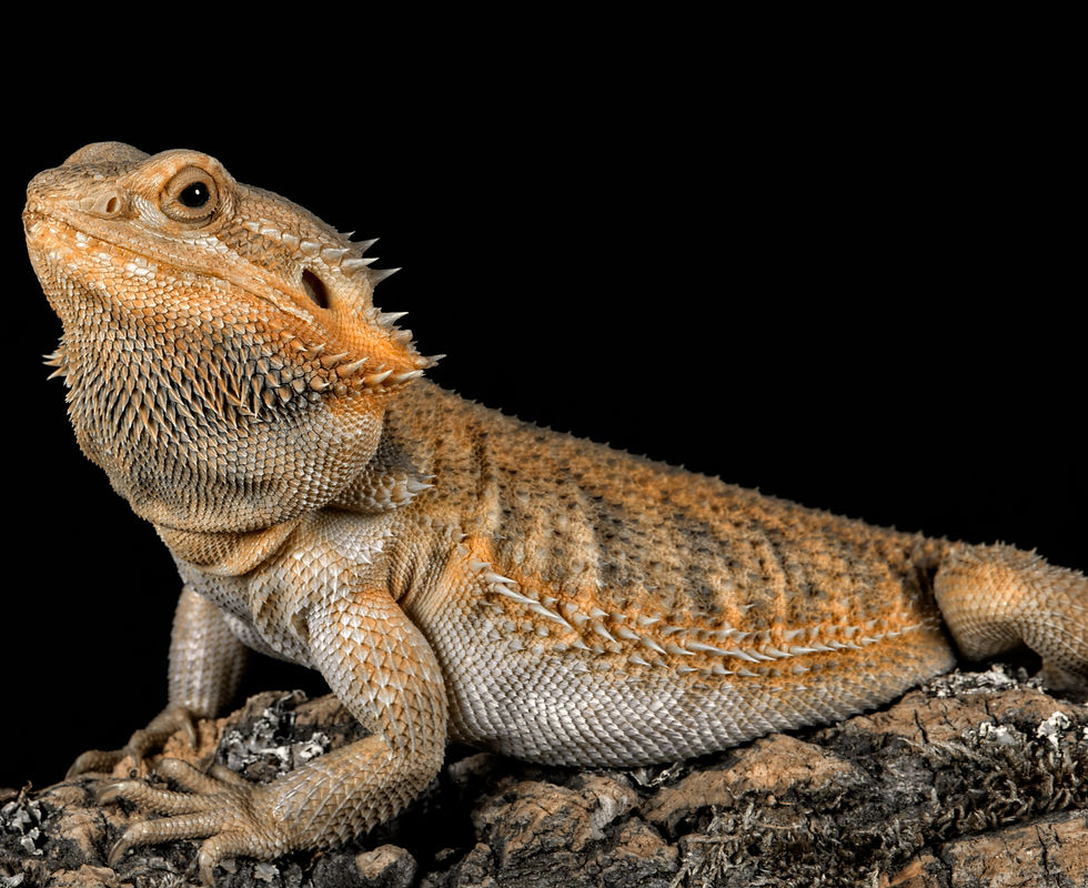 Bearded dragon on a log