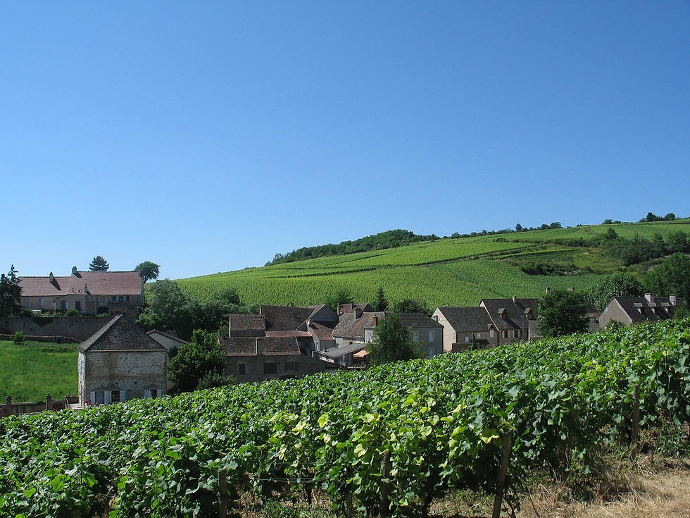 From Chablis to Beaujolais: A Taster’s Guide to the Exquisite World of Burgundy Wines