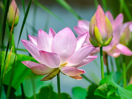 Resiliência Naturais versus Resiliência Humana