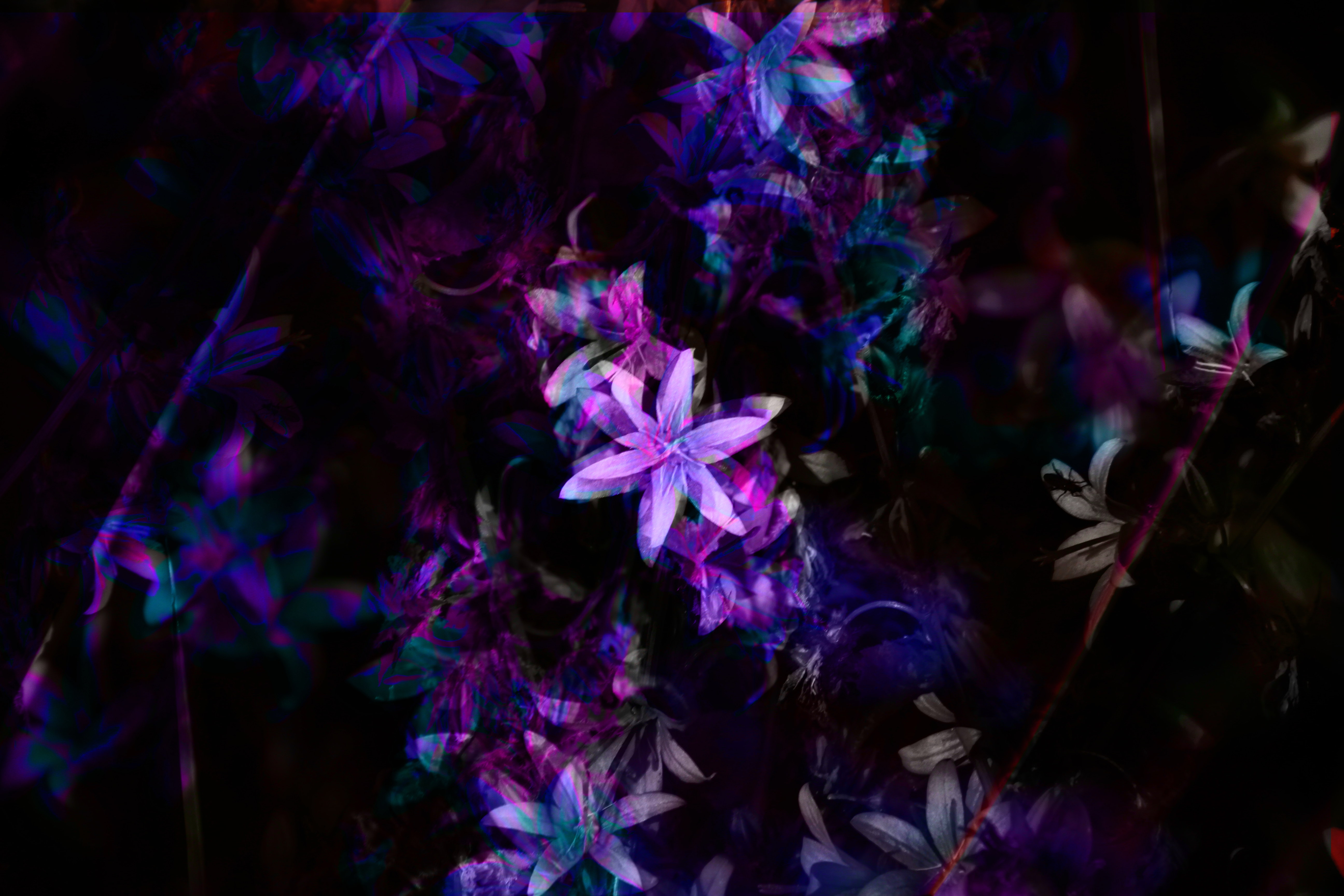 A photographic piece showing purple and grey flowers with a black background, the purple, green, pink, and blue colours seeping through from the left and fading.