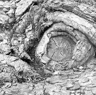 Jenny BW002_edited.jpg