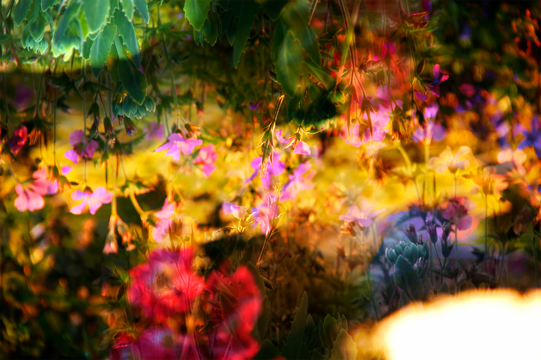 Summer Haze Postcard