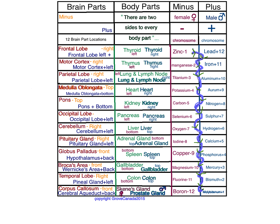 grovebrainbodychromosomesa