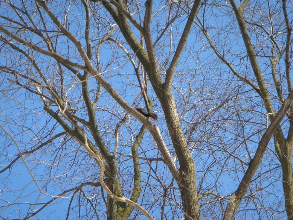 Squirrel Moore Park Ravine