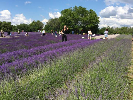 About Joseph & Sari Grove…(& a bit about an antiesterogenic herb)