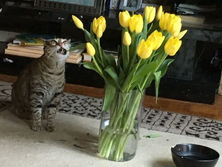 More warnings: LDN (low dose naltrexone)…