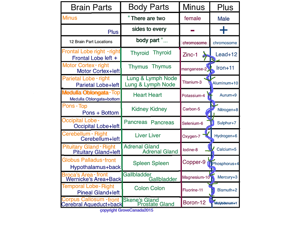 grovebrainbodychromosomes