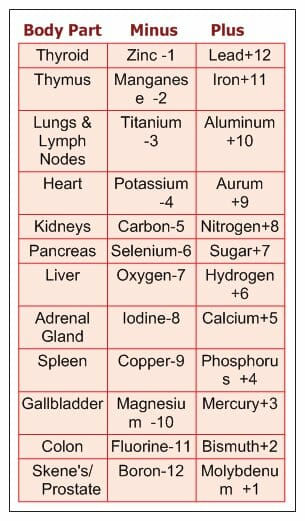 Grove Body Part Chart